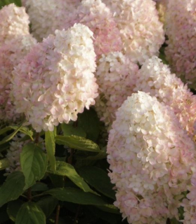 Hydrangea paniculata 'Magical Summer'